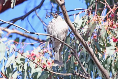 Noisy Friarbird (Philemon corniculatus)