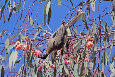 Noisy Friarbird (Philemon corniculatus)