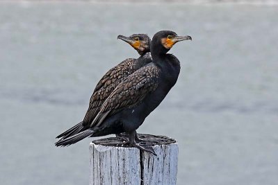 Great Cormorant (Phalacrocorax carbo)