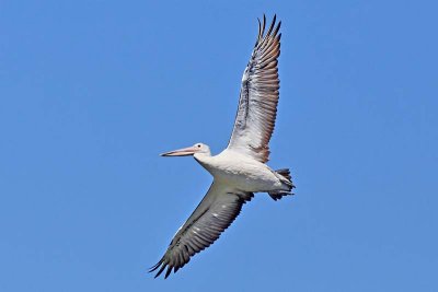 Australian Pelican (Pelecanus conspicillatus)