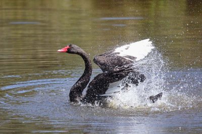 Black Swan (Cygnus atratus)