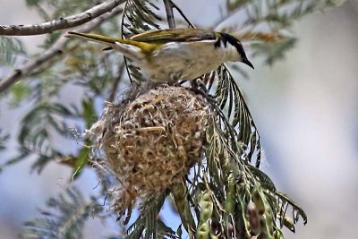 White-naped Honeyeater (Melithreptus lunatus)