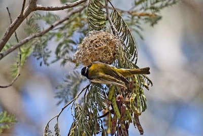 White-naped Honeyeater (Melithreptus lunatus)