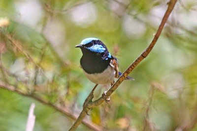 Superb Blue Wren (Malurus cyaneus)
