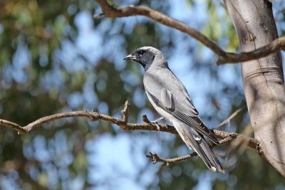 Black-faced Cuckoo-shrike (Coracina novaehollandiae)