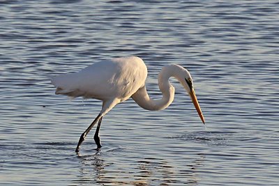 Great Egret (Ardea modesta)