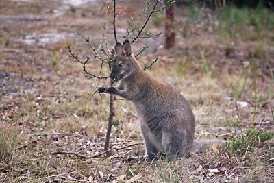 Red-necked or Bennett's Wallaby
