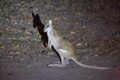 Agile Wallaby by torchlight