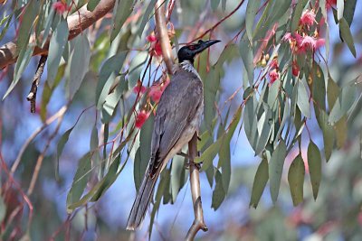 Noisy Friarbird (Philemon corniculatus)