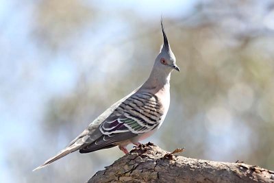 Pigeons, Doves (Columbidae)