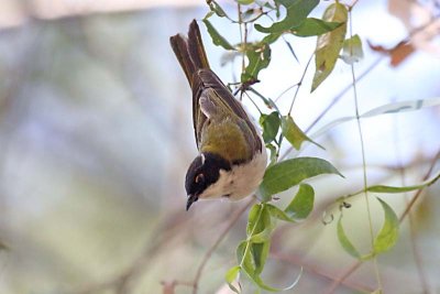 White-naped Honeyeater (Melithreptus lunatus)