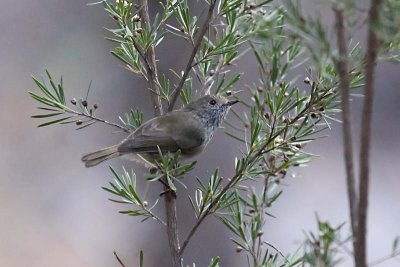 Brown Thornbill (Acanthiza pusilla)