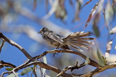 Grey Fantail (Rhipidura albiscapa)