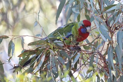 Crimson Rosella (Platycercus elegans) -- juvenile