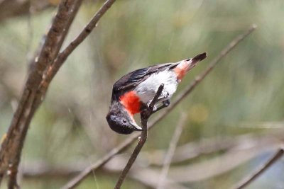 Mistletoebird (Dicaeum hirundinaceum) -- male