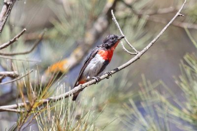 Mistletoebird (Dicaeum hirundinaceum) -- male