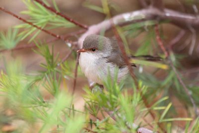Superb Blue Wren (Malurus cyaneus)