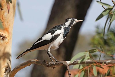 Magpie Lark (Grallina cyanoleuca) -- female