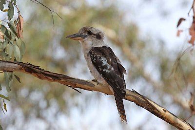 Laughing Kookaburra (Dacelo novaeguineae)