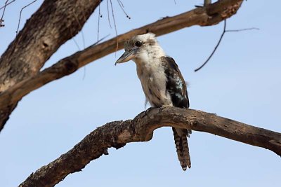 Laughing Kookaburra (Dacelo novaeguineae)