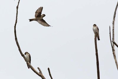 Tree Martin (Petrochelidon nigricans)