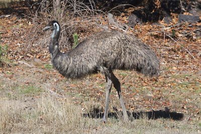 Cassowaries, Emu (Casuariidae)