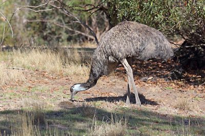 Emu (Dromaius novaehollandiae)