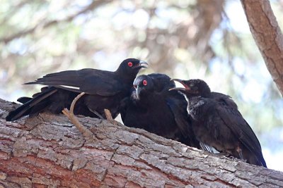 White-winged Chough (Corcorax melanorhamphos)