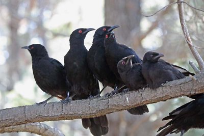 White-winged Chough (Corcorax melanorhamphos)