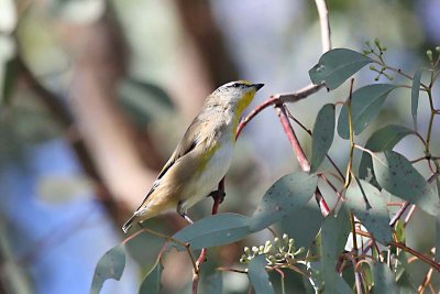 Striated Pardalote (Pardolotus striatus)