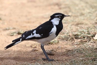 Magpie Lark (Grallina cyanoleuca) -- male