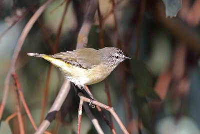 Yellow-rumped Thornbill (Acanthiza chrysorrhoa)