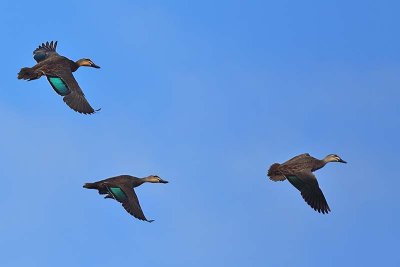 Pacific Black Duck (Anas superciliosa)