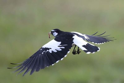 Magpie Lark (Grallina cyanoleuca) -- male