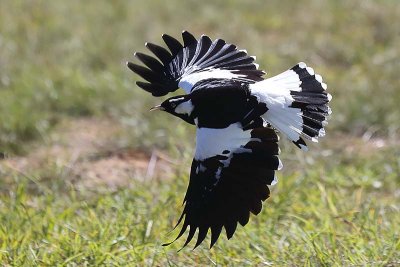 Magpie Lark (Grallina cyanoleuca) -- male