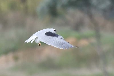 Australian Black-shouldered Kite (Elanus notatus)