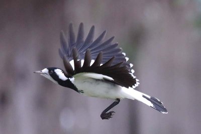 Magpie Lark (Grallina cyanoleuca) -- female