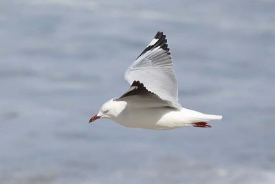 Gulls, Terns and Skimmers (Laridae)