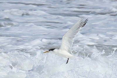 Crested Tern (Thalasseus bergii)