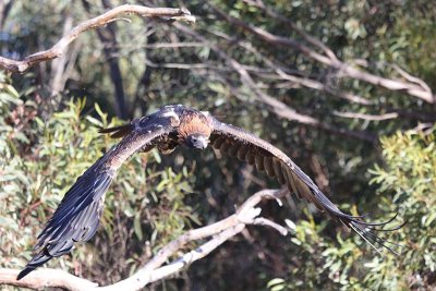 Wedge-tailed Eagle (Aquila audax)