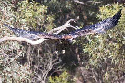 Wedge-tailed Eagle (Aquila audax)