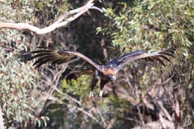 Wedge-tailed Eagle (Aquila audax)