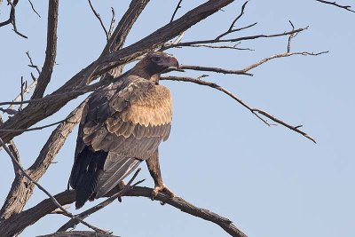 Wedge-tailed Eagle (Aquila audax)