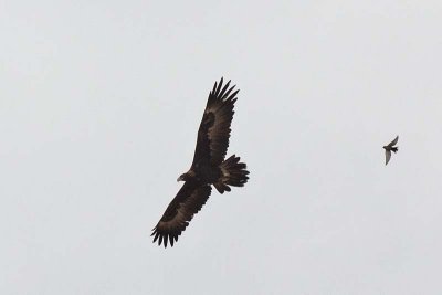 Wedge-tailed Eagle (Aquila audax)