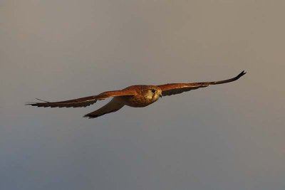 Nankeen Kestrel (Falco cenchroides)