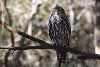 Barking Owl (Ninox connivens)