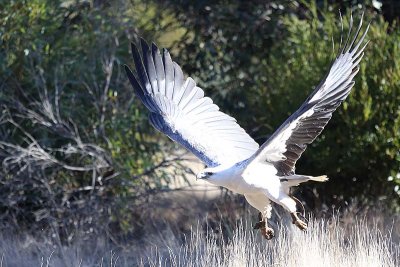 White-bellied Sea-eagle (Haliacetus leucogaster)