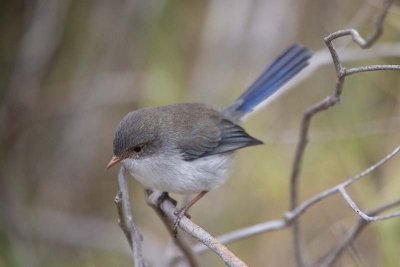 Superb Blue Wren (Malurus cyaneus)