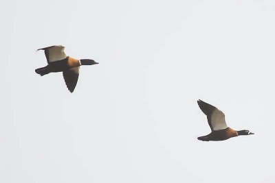 Australian Shelduck (Tadorna tadornoides)