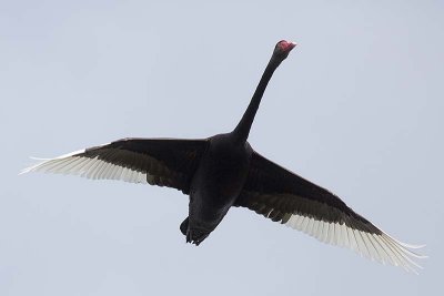 Black Swan (Cygnus atratus)